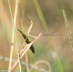 Mantis religiosa