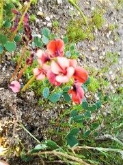 Indigofera procumbens