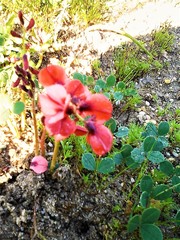 Indigofera procumbens