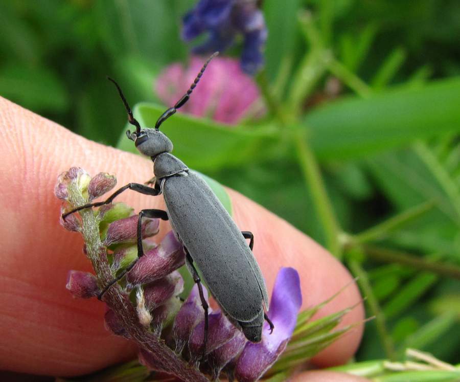 Dark Blister Beetle