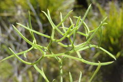 Nanobubon capillaceum