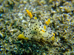 Thecacera