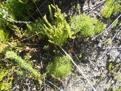 Nanobubon capillaceum
