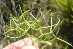 Nanobubon capillaceum