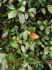 Camellia oleifera