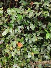 Camellia oleifera
