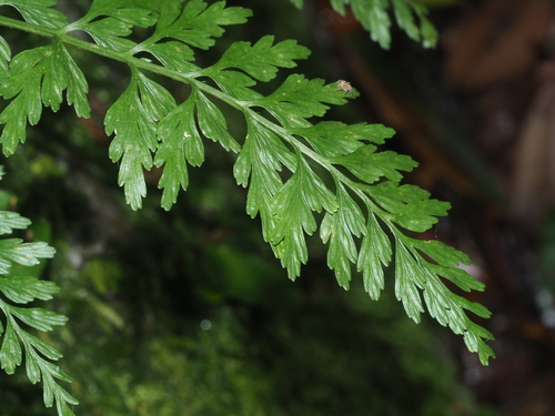 Asplenium austrochinense iNat (1)
