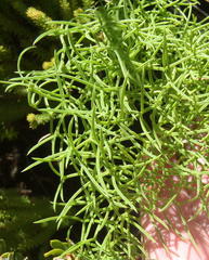 Nanobubon capillaceum