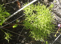 Nanobubon capillaceum