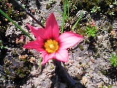Romulea hirsuta