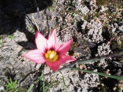 Romulea hirsuta