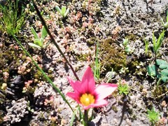 Romulea hirsuta