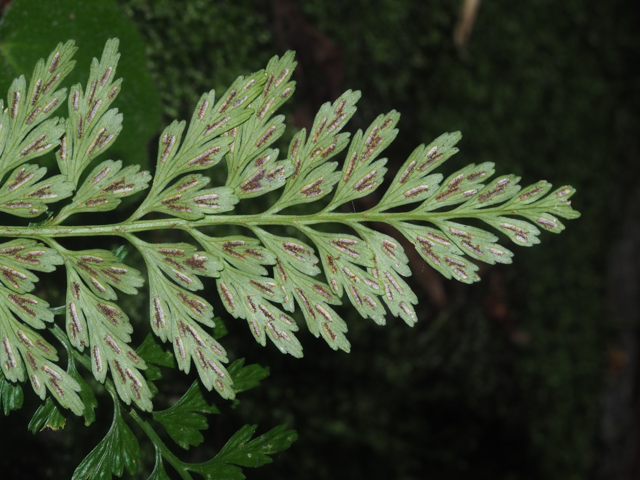 Asplenium austrochinense Ching 2