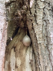 Lycogala flavofuscum