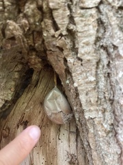 Lycogala flavofuscum