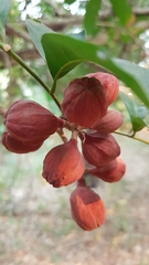 Guarea macrophylla