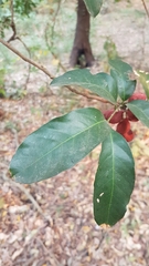 Guarea macrophylla