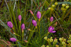 Chironia jasminoides