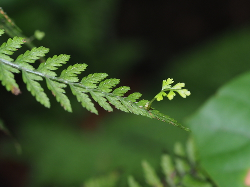 Athyrium iseanum