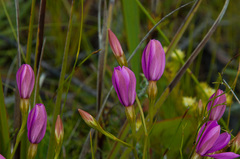 Chironia jasminoides