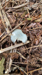 Clitocybe odora