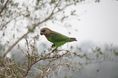 Poicephalus cryptoxanthus cryptoxanthus