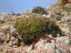Armeria berlengensis