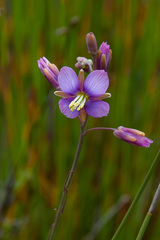 Heliophila linearis linearifolia
