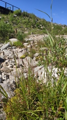 Phleum pratense nodosum