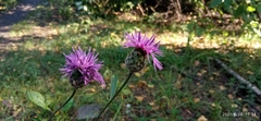 Centaurea scabiosa