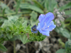 Echium rosulatum davaei