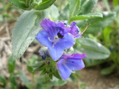 Echium rosulatum davaei