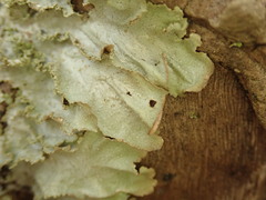Pseudocyphellaria wilkinsii