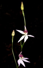 Caladenia hillmanii