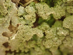 Pseudocyphellaria wilkinsii