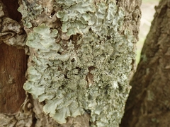 Pseudocyphellaria wilkinsii