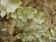 Pseudocyphellaria wilkinsii