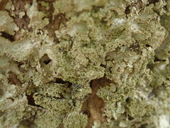Pseudocyphellaria wilkinsii
