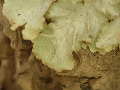Pseudocyphellaria wilkinsii