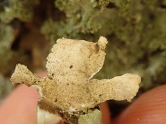 Pseudocyphellaria wilkinsii
