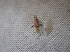 Compsidolon salicellum