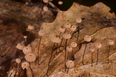 Marasmius bulliardii
