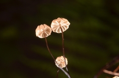 Marasmius bulliardii
