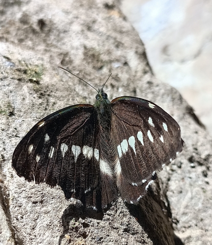 Eyeless Satyr (Aulocera loha) · iNaturalist