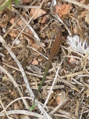 Podarcis carbonelli berlengensis