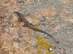 Podarcis carbonelli berlengensis