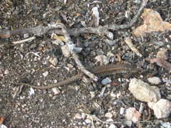 Podarcis carbonelli berlengensis