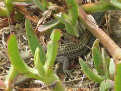 Podarcis carbonelli berlengensis