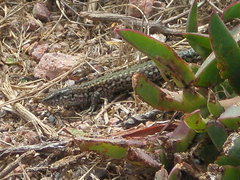 Podarcis carbonelli berlengensis
