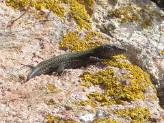 Podarcis carbonelli berlengensis